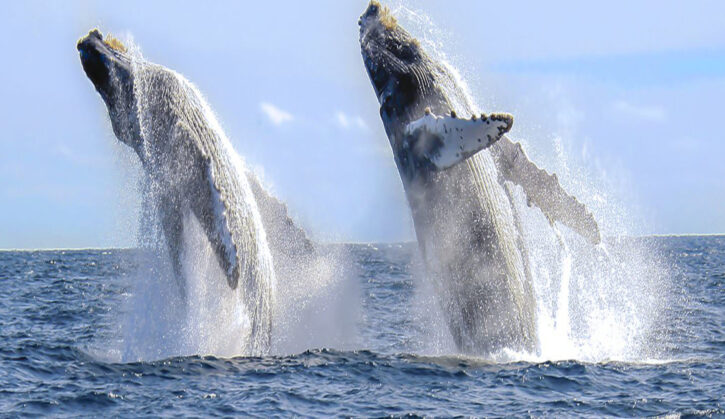 Cabo whale watching