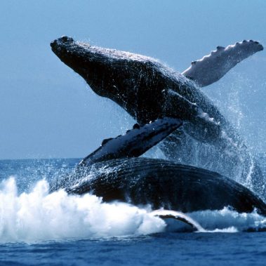 VIP Cabo whale watching yachts
