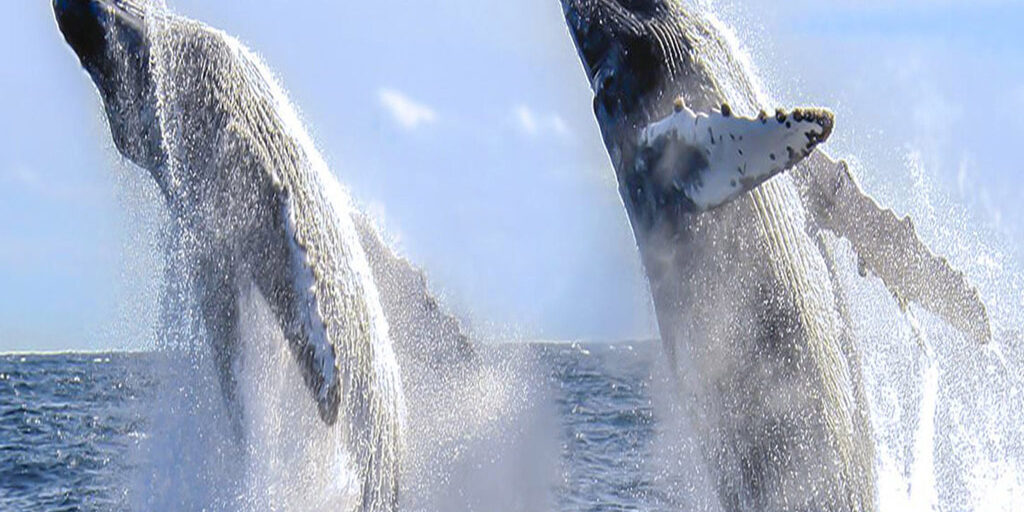 Reseña de alquiler de yates de lujo en Cabo Yacht Life (Excursiones de avistamiento de ballenas, Excursiones en yate Cabo) TripAdvisor Cabo Yacht Life Luxury Yacht Charter Review (Whale Watching Tours, Yacht Tours Cabo) TripAdvisor