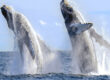 Cabo Yacht Life Luxury Yacht Charter Review (Whale Watching Tours, Yacht Tours Cabo) TripAdvisor