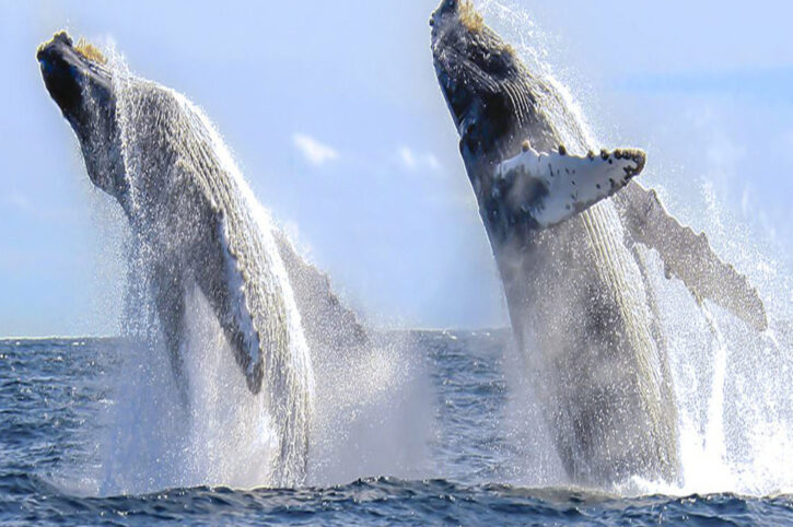 Cabo Yacht Life Luxury Yacht Charter Review (Whale Watching Tours, Yacht Tours Cabo) TripAdvisor