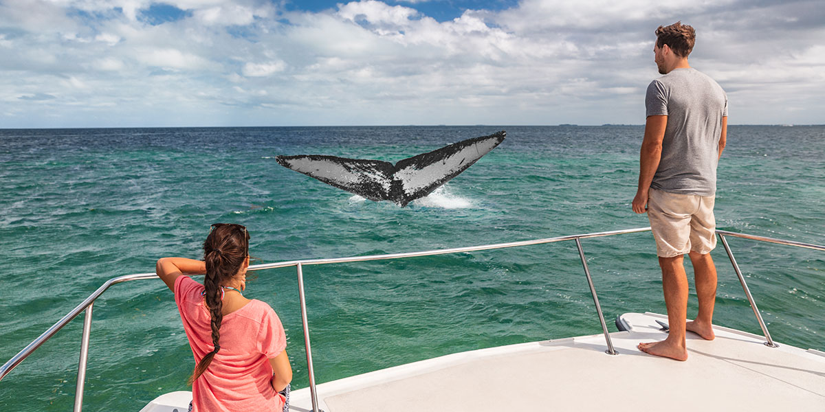 best whale watching yacht Cabo