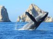whale watching yacht Cabo