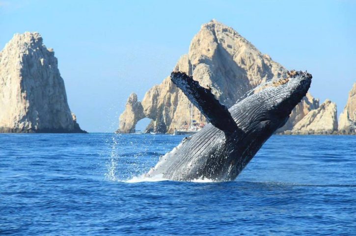 whale watching yacht Cabo