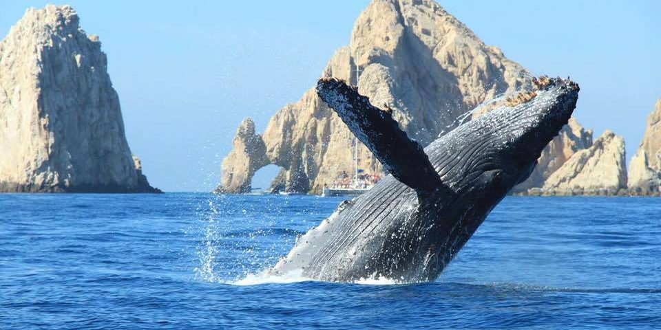 best whale watching yachts Cabo whale watching yacht Cabo